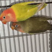 طوطی برزیلی(توضیحات مهم)|پرنده|دزفول, |دیوار