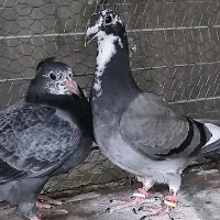 جوجه آلمانی کاکلی