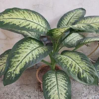 گیاهان اپارتمانی