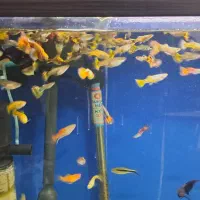 ماهی گوپی انواع نژاد|ماهی|نجفآباد, باغ ملی|دیوار