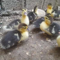 جوجه اردک اسراییلی یا روسی