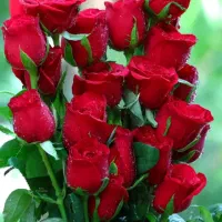 همخونه کسی اگر خونه داره  زنگ بزنه