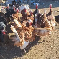 بوقلمون محلی برنز وبوربون