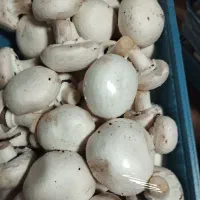 استخدام کارگر ساده  آقا ایرانی واتباع مجاز