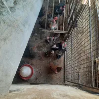 مرغ و خروس محلی