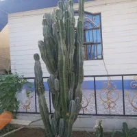 فروش کاکتوس