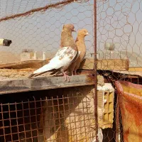 کفتر رنگی گلچین