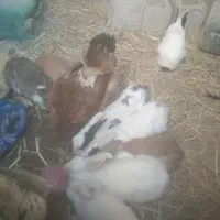 5عدد خرگوش بالغ ابست بفروش میرسد|موش و خرگوش|زهک, |دیوار