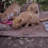 یه گربه مهربون و دوست داشتنی