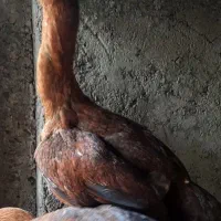 مرغ لاری|حیوانات مزرعه|فومن, |دیوار