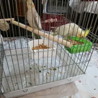 عروس هلندی نرو ماده شاه تخم 10عدد|پرنده|ری, تقی آباد|دیوار