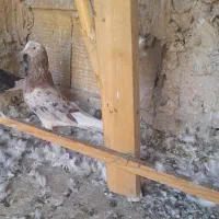 کفتر تهرانی غریب گیری