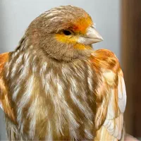 قناری کلاستر  فائو کبالت|پرنده|تهران, پامنار|دیوار