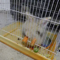 فروش خرگوش|موش و خرگوش|تالش, هشتپر|دیوار