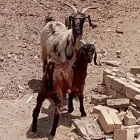 بز دو رگ آلپاین با بزغاله نر (میش و بره)