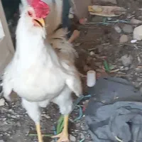 دو عدد خروس و یک عدد مرغ گلین تخم گزار زیبا|حیوانات مزرعه|اهواز, کوی مندلی(سه راه خرمشهر)|دیوار