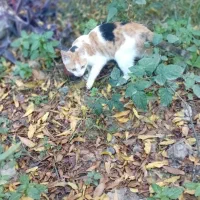 گربه کالیکو|گربه|گرگان, |دیوار