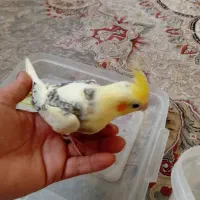 جوجه سرلاکی ۵۰ روزه|پرنده|کرج, کیانمهر|دیوار