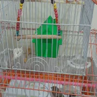 ۴ عدد فنچ بهمراه ۴ عدد تخم بهمراه قفس خاص|پرنده|تهران, شمشیری|دیوار