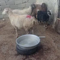 بزغاله بره میش کیلویی|حیوانات مزرعه|بجنورد, |دیوار