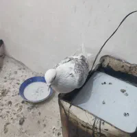 کبوتر|پرنده|اندیشه, اندیشه فاز ۱|دیوار