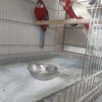 جفت طوطی رزیلا مولد
