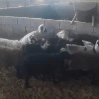 بره|حیوانات مزرعه|رفسنجان, |دیوار