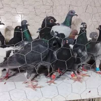 سبز پولک|پرنده|مشهد, کشف|دیوار