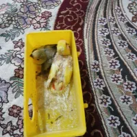 جوجه طوطی برزیلی سرلاکی