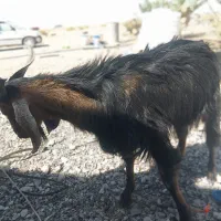 پاچن