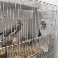 عروس هلندی دوکت .گرینچیک تراکوییس|پرنده|زابل, |دیوار