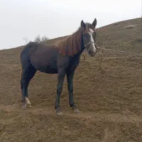 اسب دو ساله|اسب و تجهیزات اسب‌سواری|بیله سوار, |دیوار