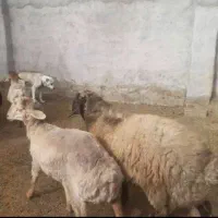 بره نر و بزری