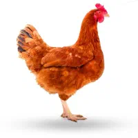 جوجه گلپایگان اصلاح شده