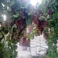 باغ ویلا 1070 متری آب برق گاز سهیلیه کردان|فروش خانه و ویلا|هشتگرد, هشتگرد قدیم|دیوار