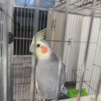 عروس هلندی نر