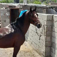 کره مادیان کرد زیبا|اسب و تجهیزات اسبسواری|اردبیل, |دیوار