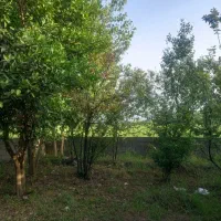 زمین مسکونی۳۵۰متری سنگرسراوان سیاهکل قاضیان کچا|فروش زمین و ملک کلنگی|رشت, بلوار گیلان|دیوار