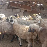 25راس میش داشتی صحرایی|حیوانات مزرعه|ارژن, |دیوار