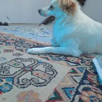 سگ اشپیتز نر و پیتبول ماده