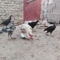 خروس و ماکیان سراوان|حیوانات مزرعه|سراوان, |دیوار