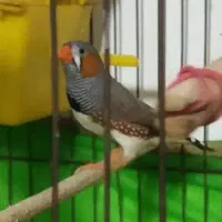 پرنده فنج ابلغ