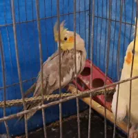 فروش عروس هلندی بعلت نداشتن جا با قیمت توافقی|پرنده|بندر ماهشهر, |دیوار