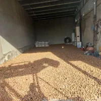 گردو درجه یک مغز سفید