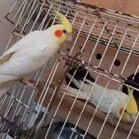 عروس هلندی|پرنده|شوشتر, |دیوار