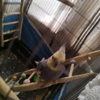 یک جفت عروس هلندی|پرنده|ماهدشت, |دیوار