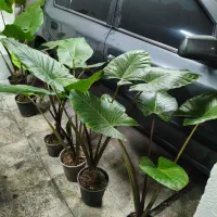 گل بابا آدم