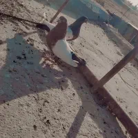 کفتر|پرنده|زابل, |دیوار