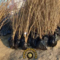 مجموعه نهالستان بیونهال B/N|خدمات باغبانی و درختکاری|کرمانشاه, |دیوار