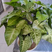 انواع گل با قیمت خوب ب فروش میرسد|گل و گیاه طبیعی|آزادشهر, |دیوار